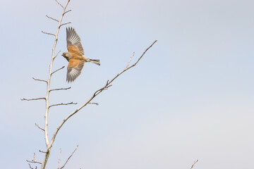 A beautiful animal portrait of a songbird in flight, the bird has their wings fully spread as they are banking during a turn