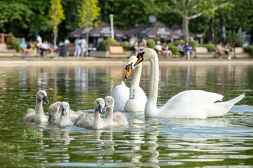 swan and cygnets