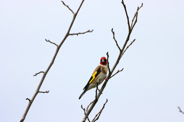 A beautiful animal portrait of a songbird in the forest during the summer months