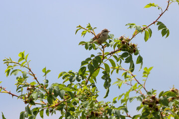 A beautiful animal portrait of a songbird perched on a tree