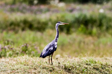 A beautiful Grey Heron that has landed at the edge of a lake