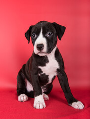 Black American Staffordshire Bull Terrier dog or AmStaff puppy on red background