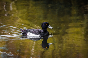 A male Tufted Duck on a lake, their reflection can be seen in the water