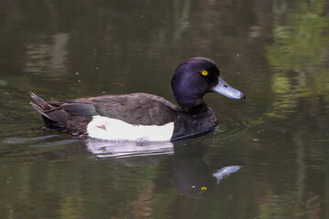 Obraz premium A male Tufted Duck on a lake, their reflection can be seen in the water