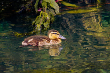 A beautiful baby Duckling swimming on a lake