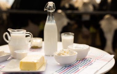 dairy products on table against the background of herd of cows in barn
