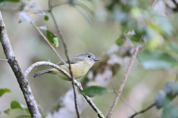 Blue Mountain vireo (Vireo osburni) in Jamaica