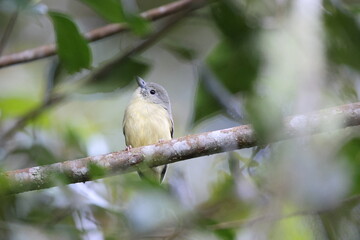 Blue Mountain vireo (Vireo osburni) in Jamaica