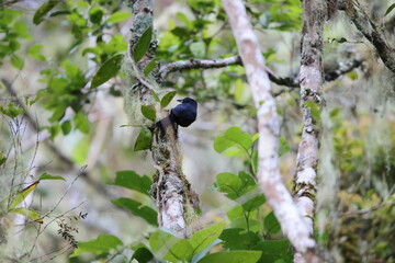 Jamaican blackbird (Nesopsar nigerrimus) ,one of Jamaican endemic species