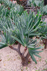 fan-aloe plants, (Kumara plicatilis), Aloe plicatilis  succulent plants group
