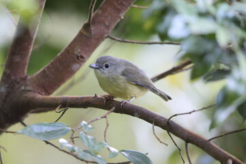Blue Mountain vireo (Vireo osburni) in Jamaica