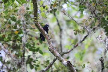 Jamaican blackbird (Nesopsar nigerrimus) ,one of Jamaican endemic species