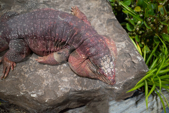 Top view red tegu lizard animal on the rock background.
