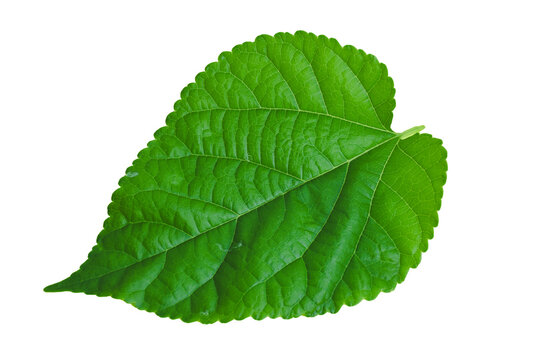 Mulberry leaves isolated from the white background