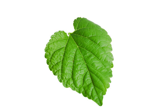 Mulberry leaves isolated from the white background