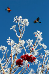 winter picture. branch in hoarfrost with red berries