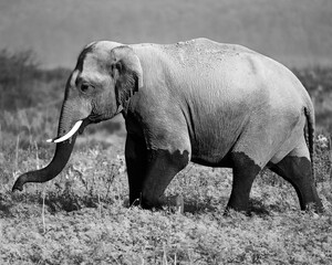 Obraz premium The Asian elephant is the largest land mammal on the Asian continent. They inhabit dry to wet forest and grassland habitats in 13 range countries spanning South and Southeast Asia. 