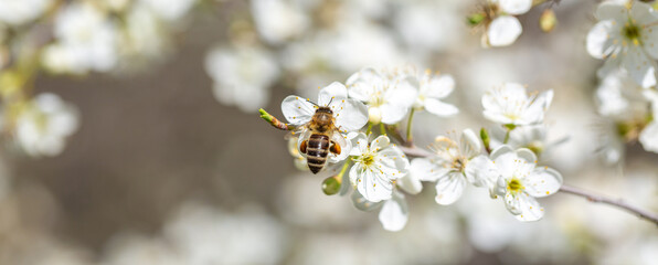Bee on a flower of the white cherry blossoms. White flowers bloom in the trees. Spring landscape with blooming sakura tree. Beautiful blooming garden on a sunny day. Copy space for text.