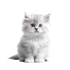 baby cat
