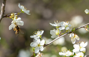 Bee on a flower of the white cherry blossoms. White flowers bloom in the trees. Spring landscape with blooming sakura tree. Beautiful blooming garden on a sunny day. Copy space for text.