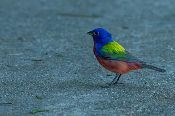 Painted Bunting