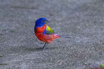 Painted Bunting