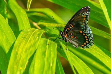Red-spotted Purple Admiral Butterfly