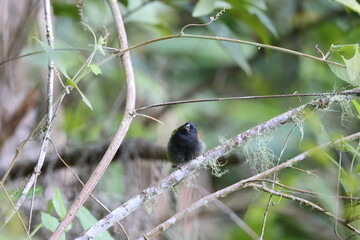 Yellow-shouldered grassquit (Loxipasser anoxanthus), one of Jamaican endemic species