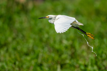 snowy egret in flight while pooping