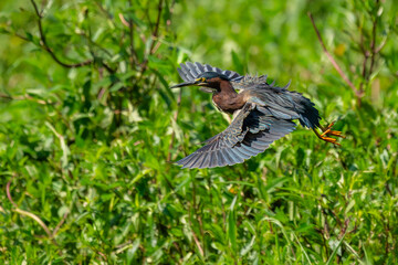 Green Heron in flight