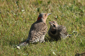 Red Bellied Woodpecker chick and Mom pecking for insects on grassy area