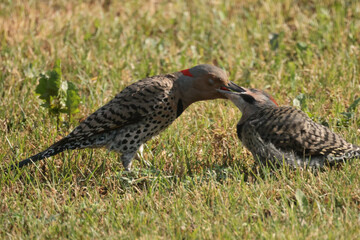 Red Bellied Woodpecker chick and Mom pecking for insects on grassy area