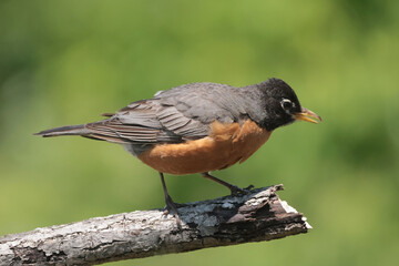 Robin pulling worm out of the ground in the rain