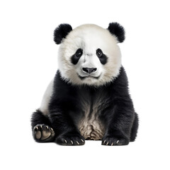 panda