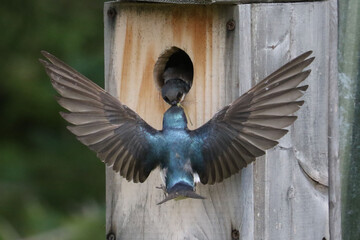 Tree SWallows under attack from other tree swallows, defending their nest and chicks in nesting box