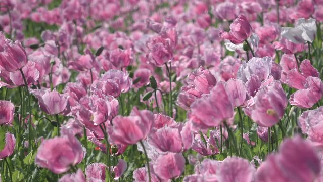 Bl&uuml;hendes Schlafmohnfeld, Papaver somniferum, Germerode, Werra-Mei&szlig;ner-Kreis, Hessen
