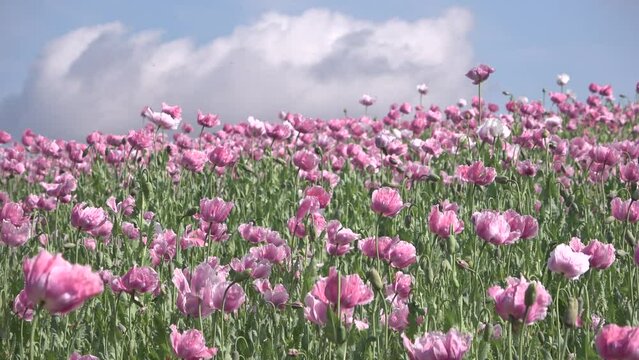 Bl&uuml;hendes Schlafmohnfeld, Papaver somniferum, Germerode, Werra-Mei&szlig;ner-Kreis, Hessen