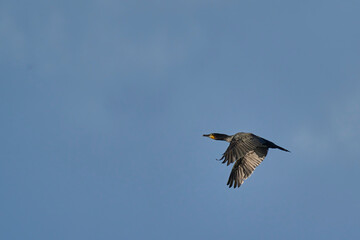  great cormorant flying over the mediterranean sea