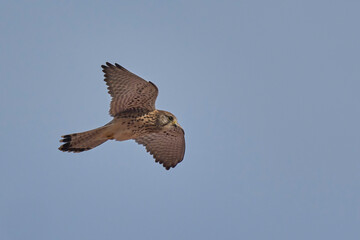 Common Kestrel in fllight over the prey

