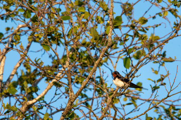 The barn swallow (Hirundo rustica)