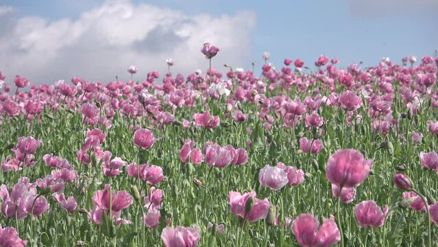 Bl&uuml;hendes Schlafmohnfeld, Papaver somniferum, Germerode, Werra-Mei&szlig;ner-Kreis, Hessen, Schwenk