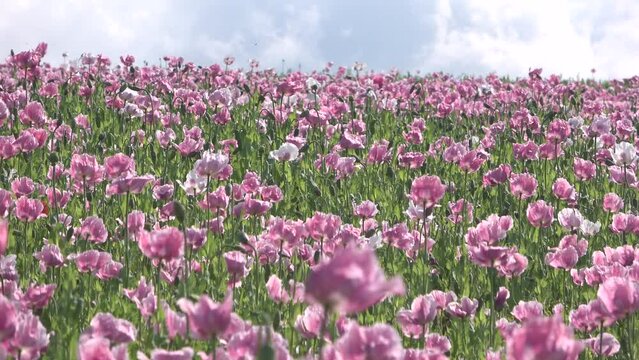 Bl&uuml;hendes Schlafmohnfeld, Papaver somniferum, Germerode, Werra-Mei&szlig;ner-Kreis, Hessen, Schwenk