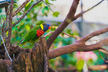 lorikeet bird