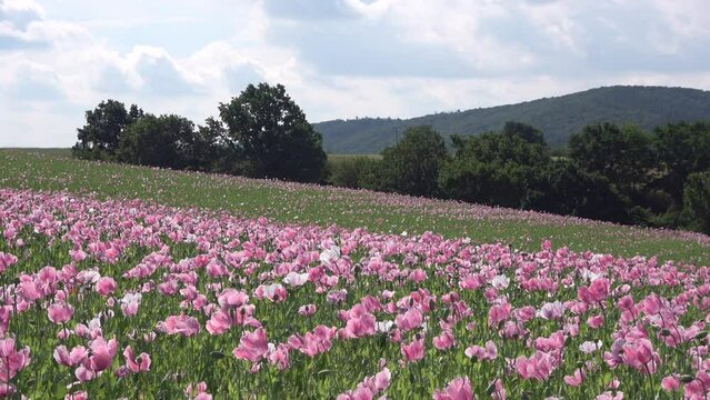Bl&uuml;hendes Schlafmohnfeld, Papaver somniferum, Germerode, Werra-Mei&szlig;ner-Kreis, Hessen, Zoom