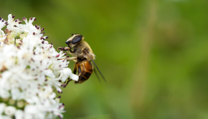 Macro