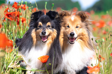 Two nice shetland sheepdog, little lassie dog sitting in the blooming red poppy slope field. Cure black and white small sheltie, collie pet dog outside with background of poppies field and blue sky