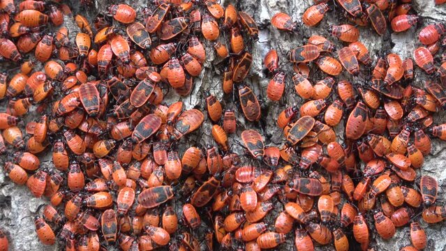 Feuerwanzenkolonie mit Nymphen an Lindenbaum, verschiedene Entwicklungsstadien der Larven, Pyrrhocoris apterus