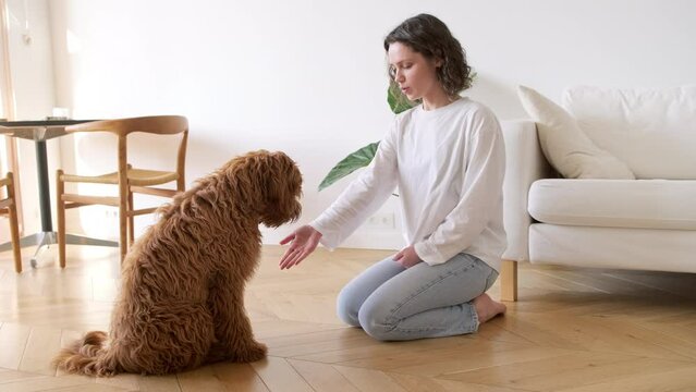 Young Woman Training Cute Dog  to give paw, pet can't do it. Concept pet education, learning, unsuccessful attempts. Trying to Teach labradoodle New Trick Playful Pet Struggling Give Its Paw