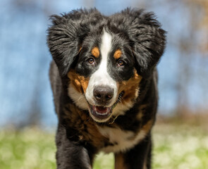 Fototapeta premium Bernese mountain dog