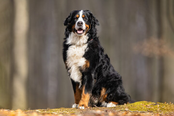 Bernese mountain dog